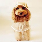 Clear Waterproof Pet Hoodie